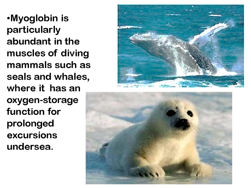 Myoglobin is particularly abundant in the muscles of diving mammals such as seals and